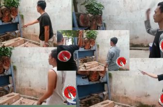 Dirgahayu Republik Indonesia ke 77 th arvian melatih TAPstyle untuk Generasi Muda